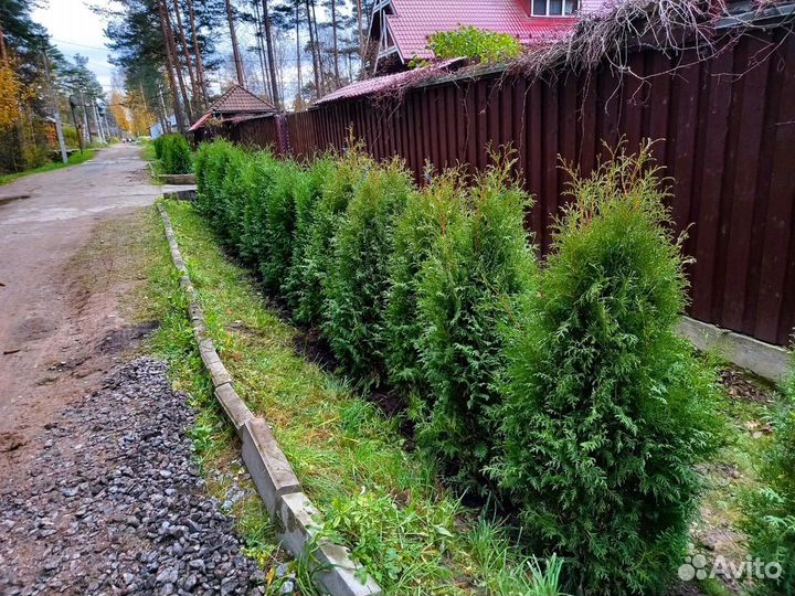 Туя западная Пирамидалис Компакта Thuja 160+см