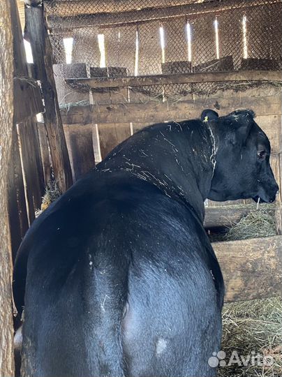 Быки на племя