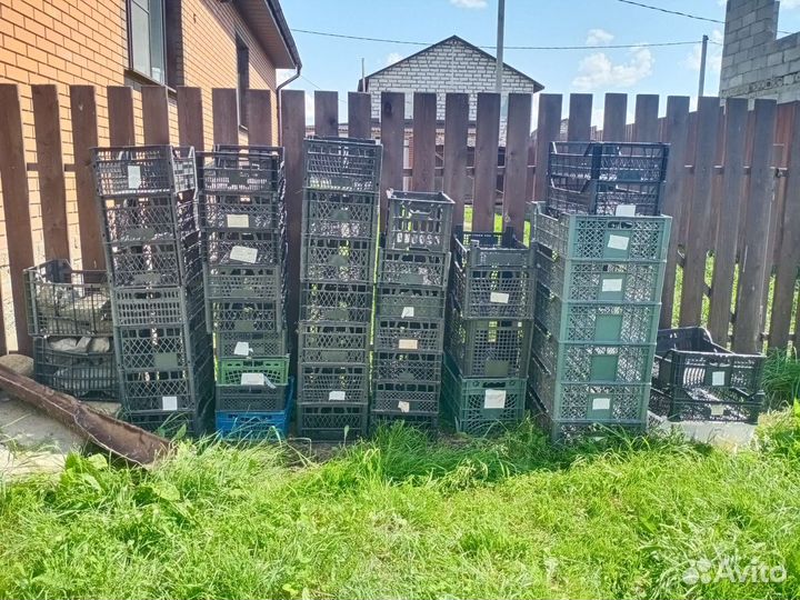 Ящик для хранения овощей