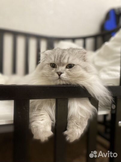 Шотланская серебристо-затушеванная шиншилла(вязка)