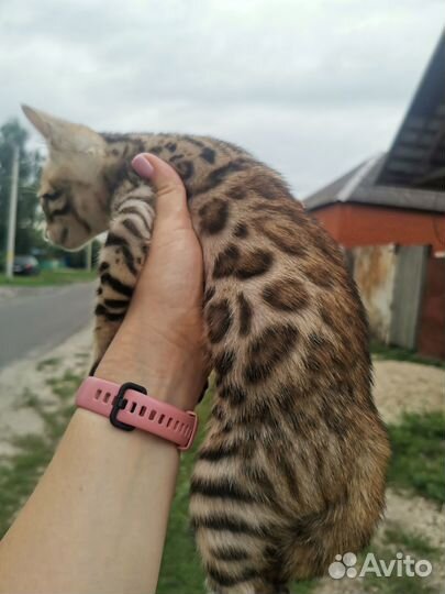 Бенгальский котенок