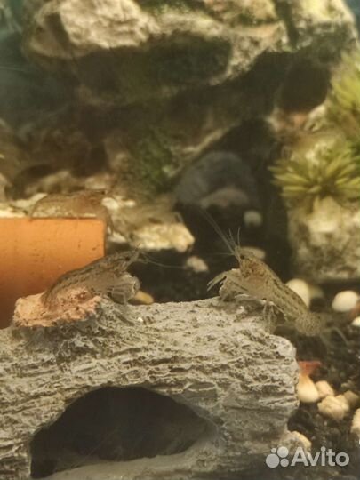 Мраморный рак