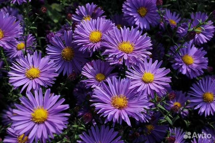 Сентябринки