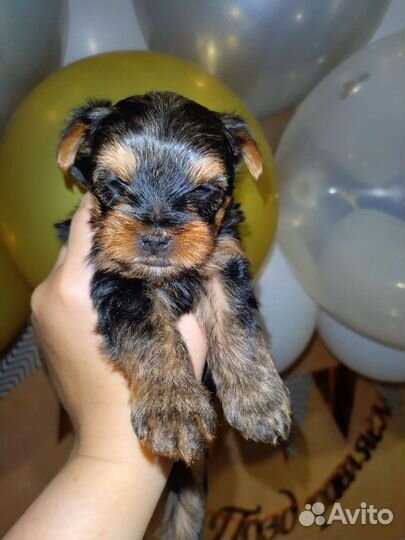 Йоркширский терьер