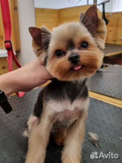 Стрижка собак и кошек