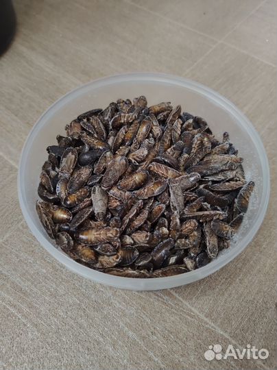 Мраморные тараканы замороженные