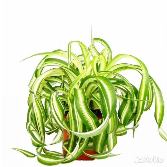 Хлорофитум кудрявый Бонни