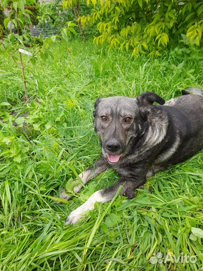 Собака для охраны