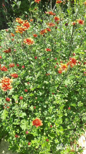 Хризантема садовая