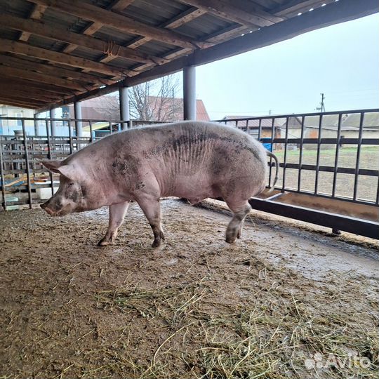 Хряк на племя