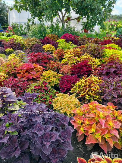 Колеусы вегетативные