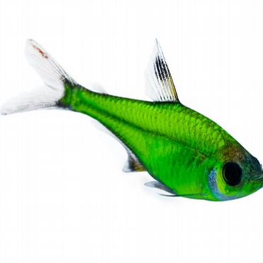 Аквариумные рыбки