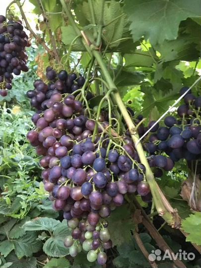 Саженцы винограда продажа, посадка винограда