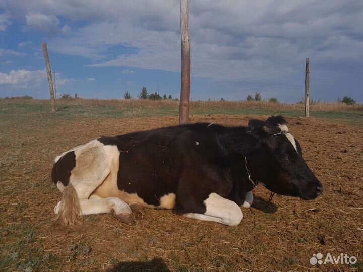 Тёлка и бычок