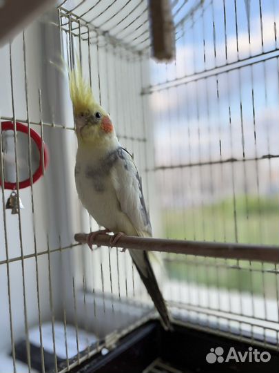 Попугай корелла