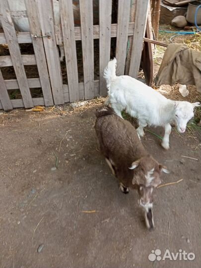 Продаются козлята