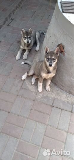 Щенки Хаски