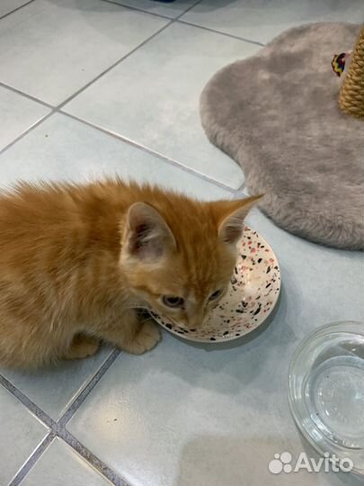 Котята отдам даром