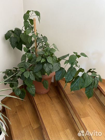 Гибискус китайская роза