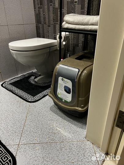 Отдам бесплатно, котик шотландский вислоухий