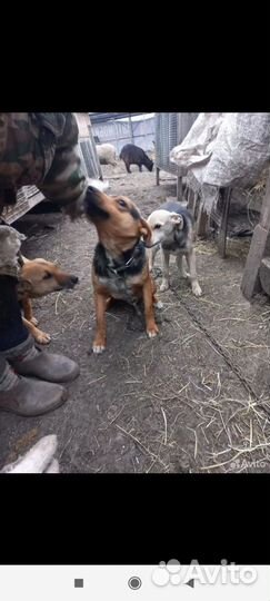 Маленькая собака в добрые руки