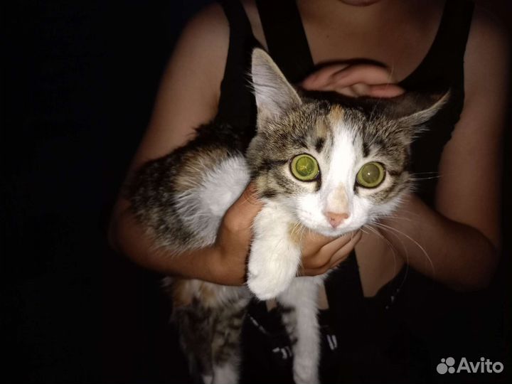Котёнок бесплатно
