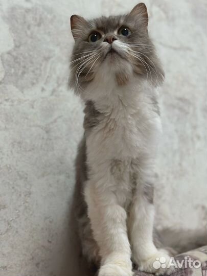 Котик Тихон