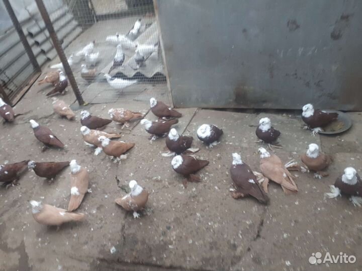 Продаются благодарненские и бакинцы голуби