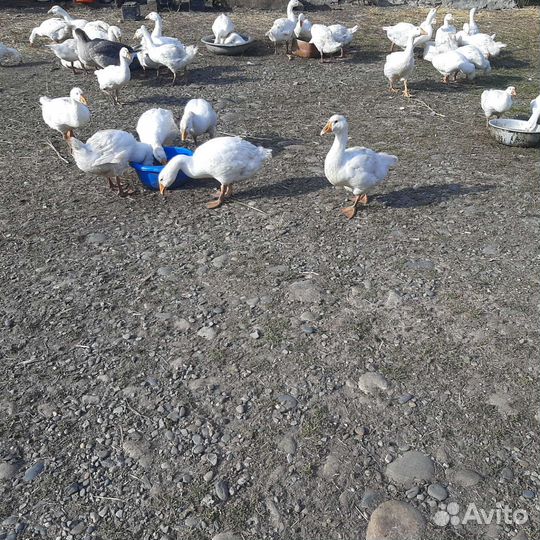 Гуси линда