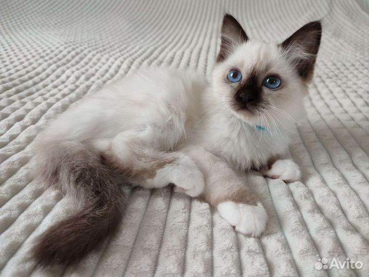 Священная бирма