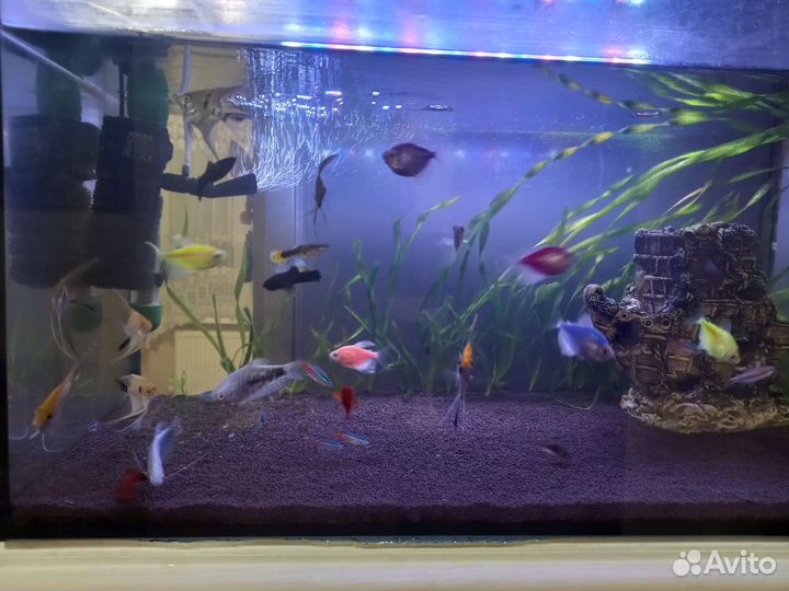 Аквариумные рыбки