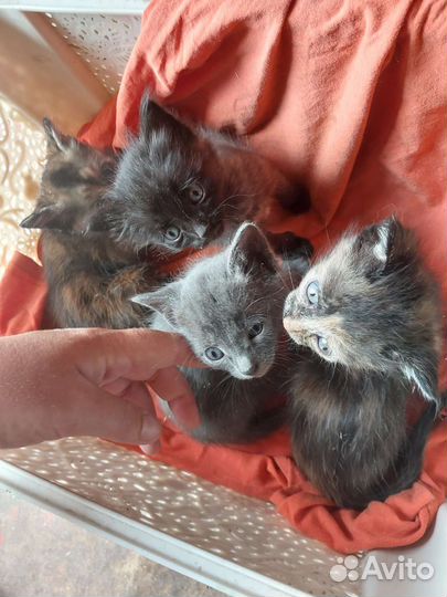 Котята в дар бесплатно
