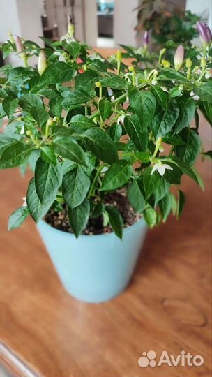 Перец жгучий