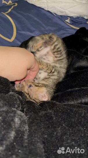 Бенгальские котята