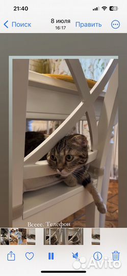 Кошка бесплатно в хорошие и добрые руки