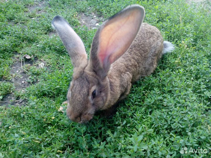 Авито елец щенки. Авито елец купить собаку. Авито елец животные. Авито елец животные. Метис йорка и шпица.