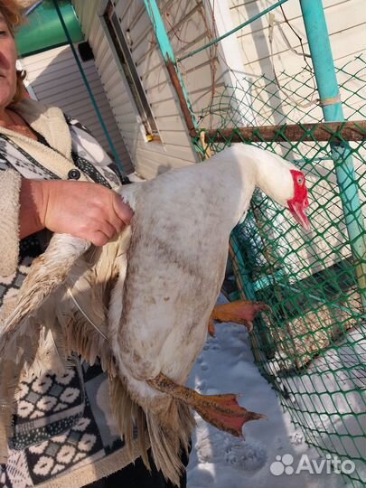 Инкубационное яйцо индоутки тяжелой линии