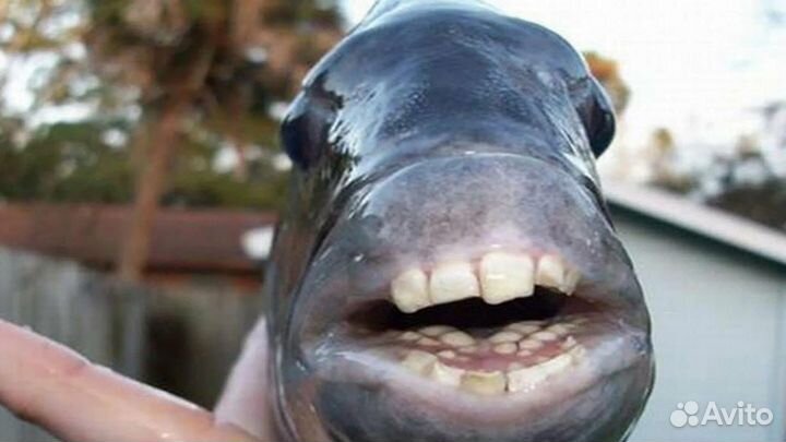 Террариум для бананоеда