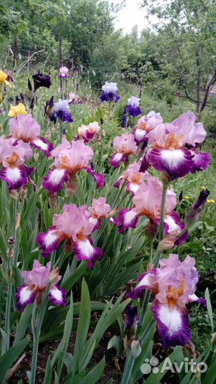 Ирисы бородатые