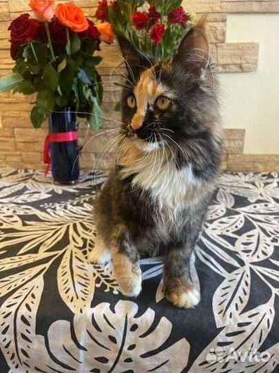 Кошечка мейн кун с документами