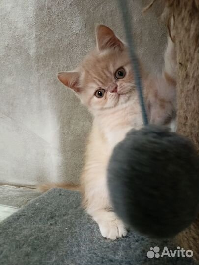 Котёнок породы Экзот