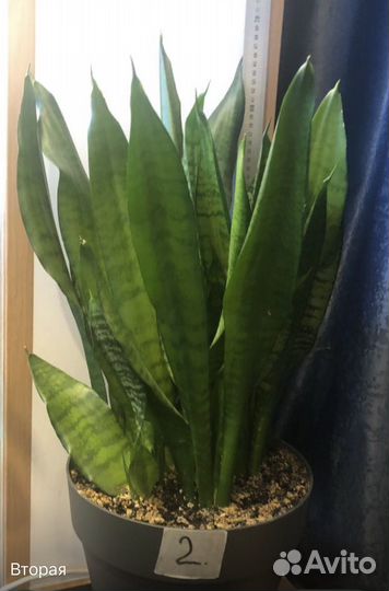 Сансевиерия -тещин язык-щучий хвост