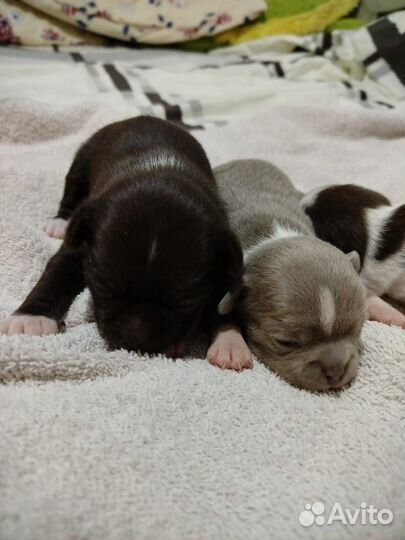 Щенки чихуахуа