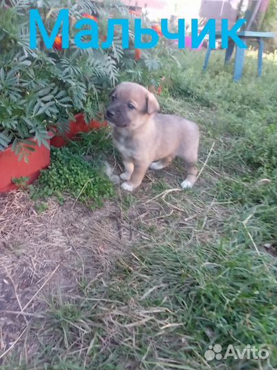 Щенок мальчик в добрые руки