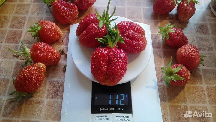 Саженцы клубники, земляники. Купчиха. Максим