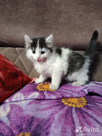 Кошка