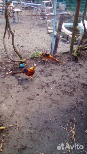 Золотой фазан