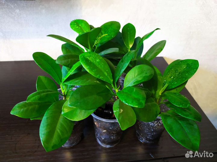 Фикус мокламе