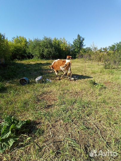 Бык и телка