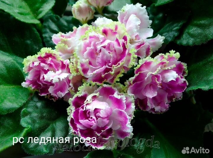 Детки сортовых фиалок и укоренившиеся листики